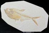 Detailed Diplomystus Fish Fossil From Wyoming #21916-1